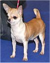 Best in Show Dachida's Paintbox